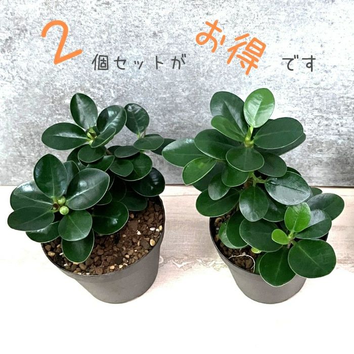 観葉植物現品販売