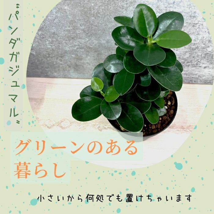 観葉植物現品販売