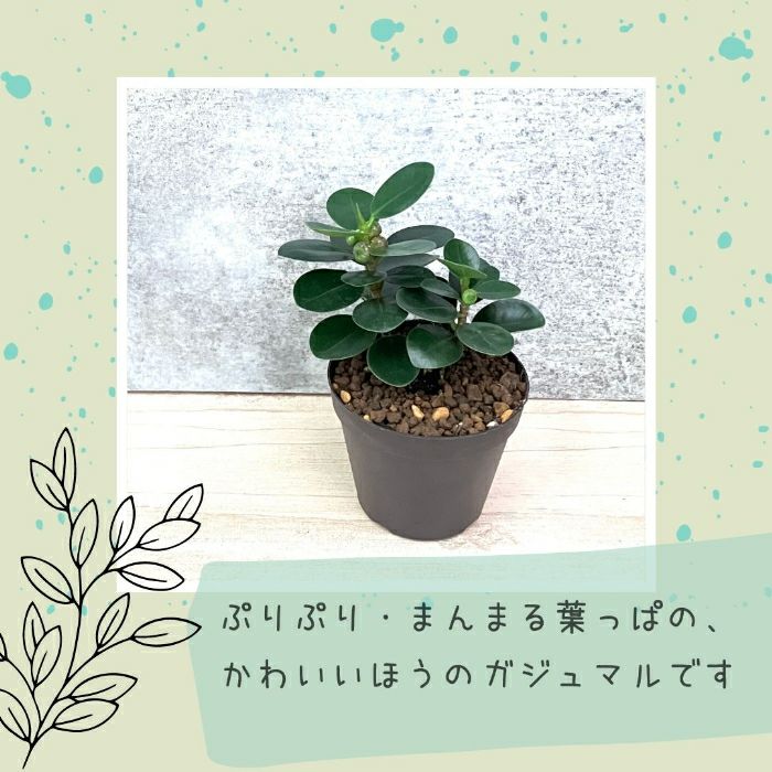 観葉植物現品販売