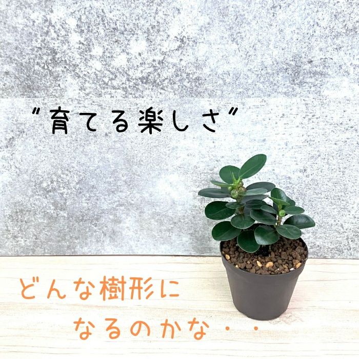 観葉植物現品販売