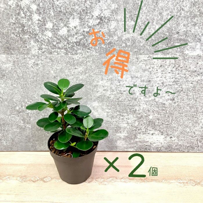 観葉植物現品販売