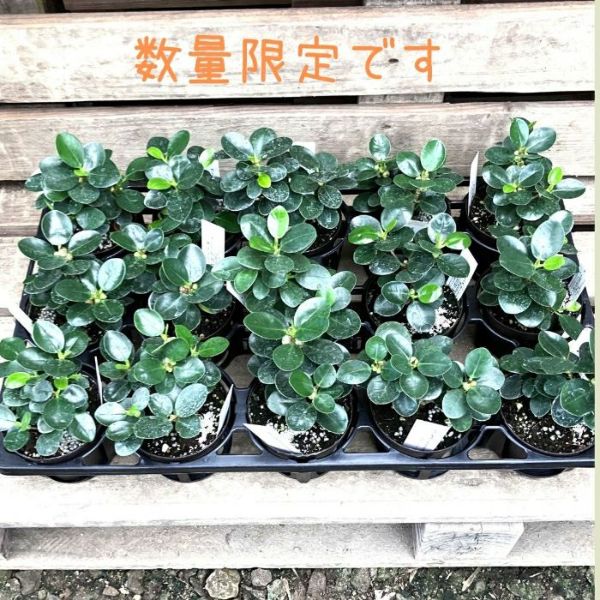 観葉植物 本物 ☆お得な2個セット☆ パンダガジュマル 【数量限定】 観葉小さい