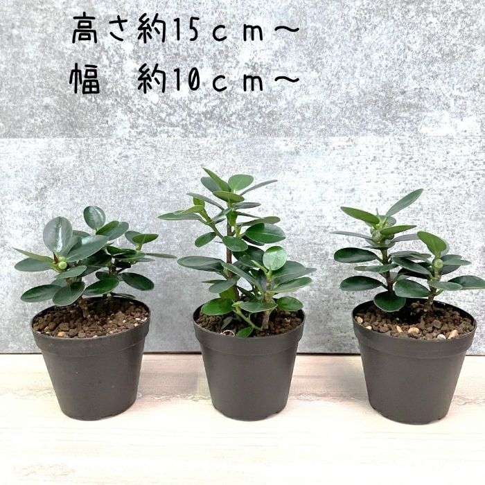 観葉植物現品販売