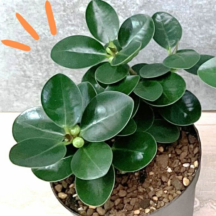 観葉植物現品販売