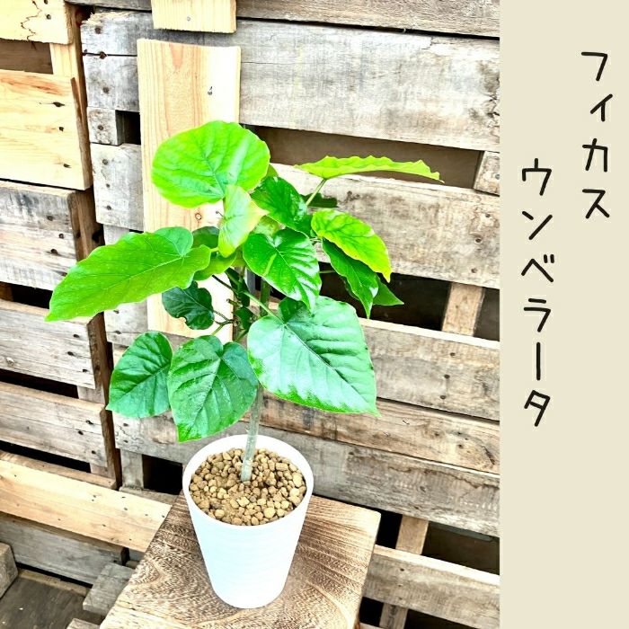 観葉植物現品販売