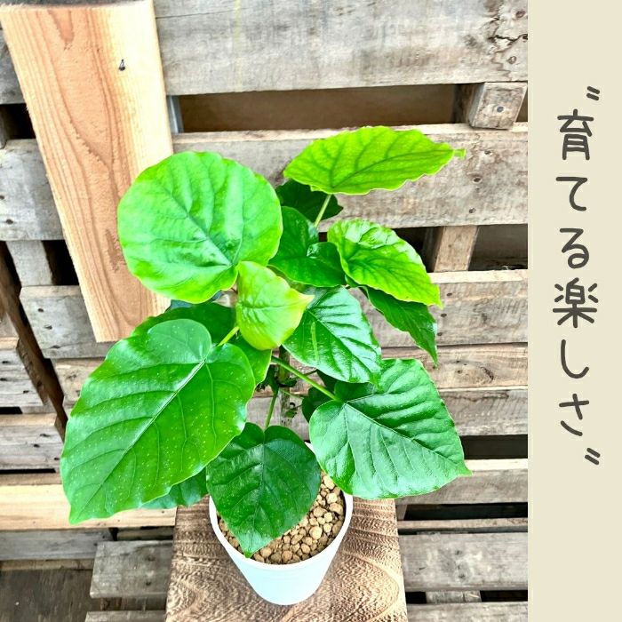 観葉植物現品販売
