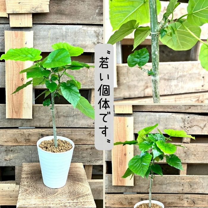 観葉植物現品販売