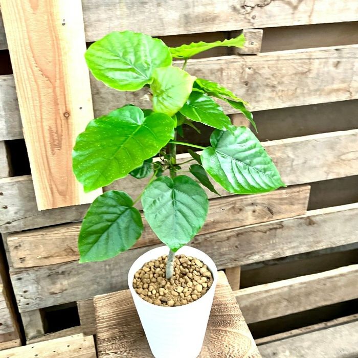 観葉植物現品販売