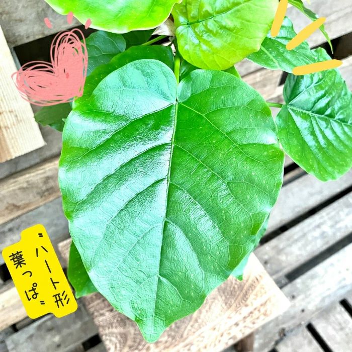 観葉植物現品販売