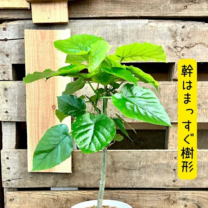 観葉植物現品販売