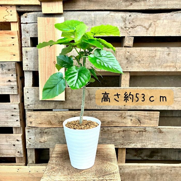 観葉植物現品販売