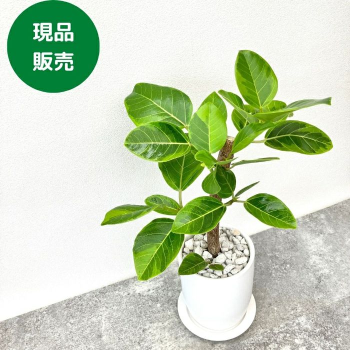 観葉植物現品販売