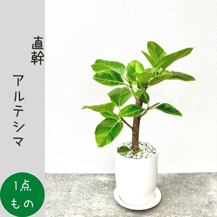 観葉植物現品販売