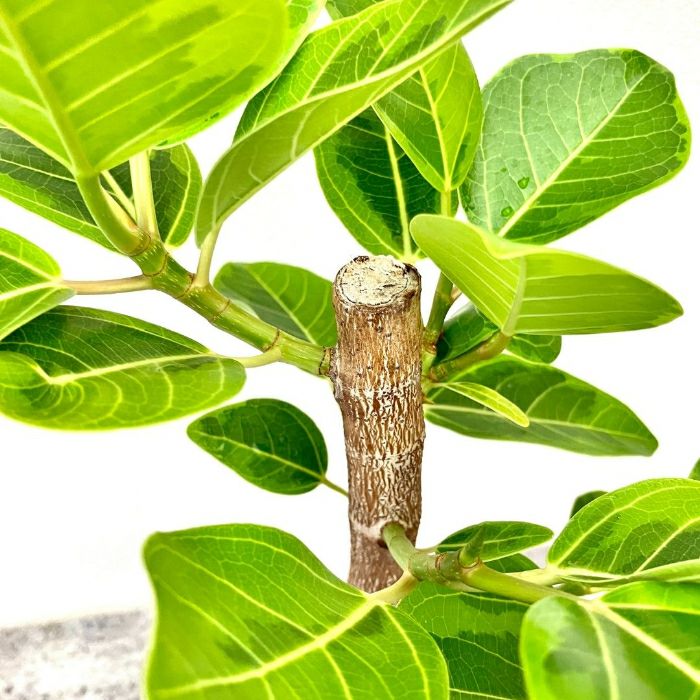 観葉植物現品販売