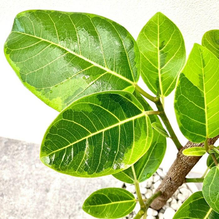 観葉植物現品販売