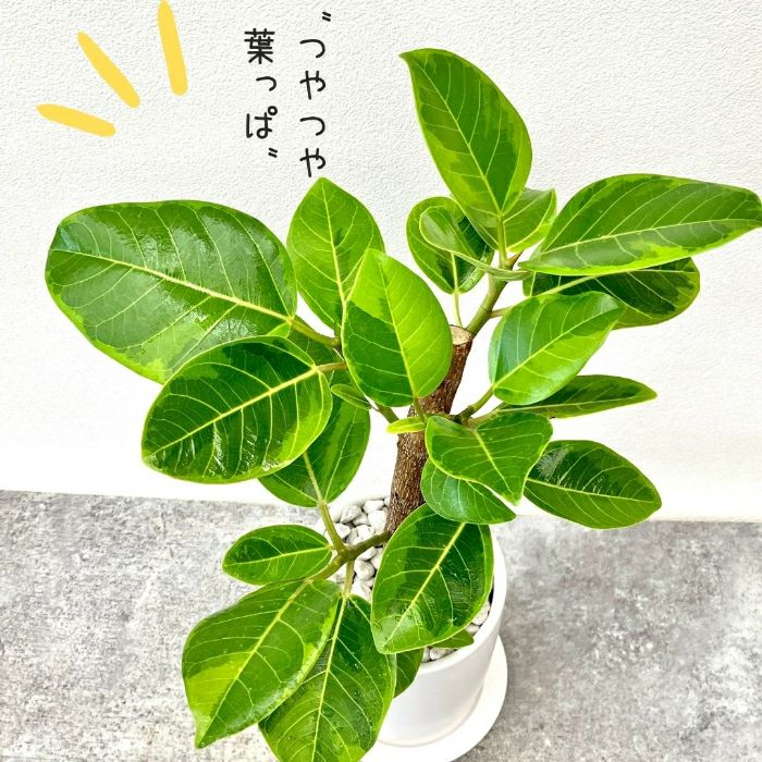 観葉植物現品販売