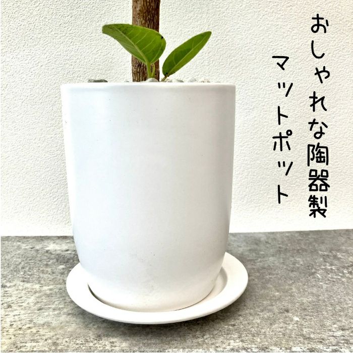 観葉植物現品販売