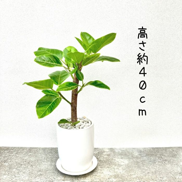 観葉植物現品販売