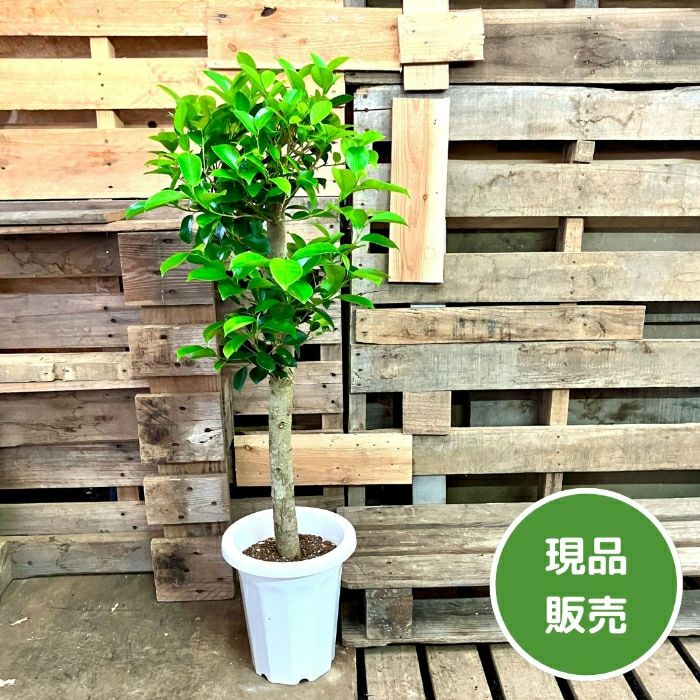 観葉植物現品販売