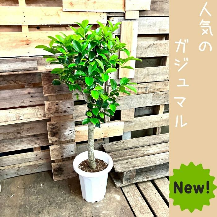 観葉植物現品販売