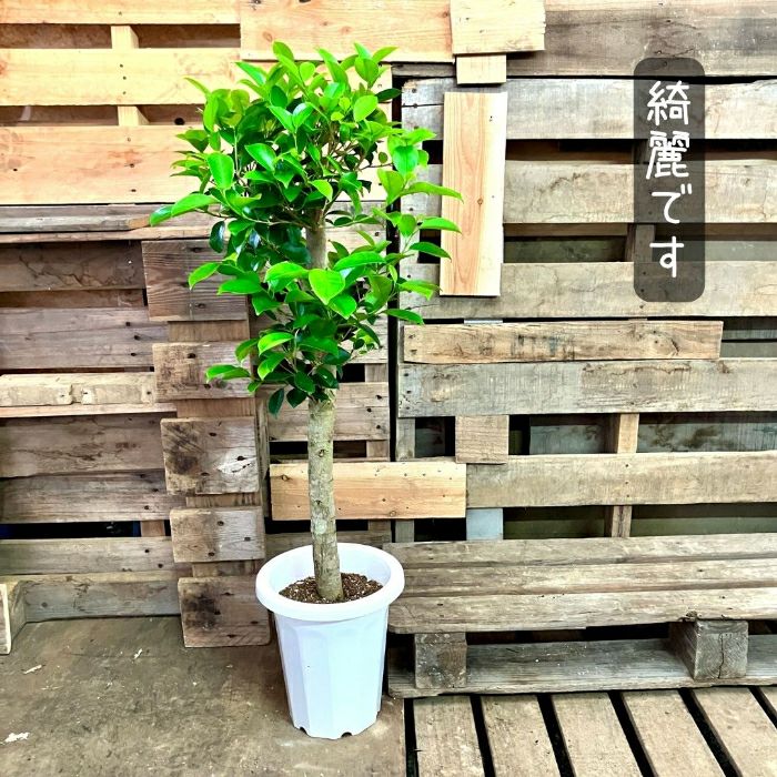 観葉植物現品販売