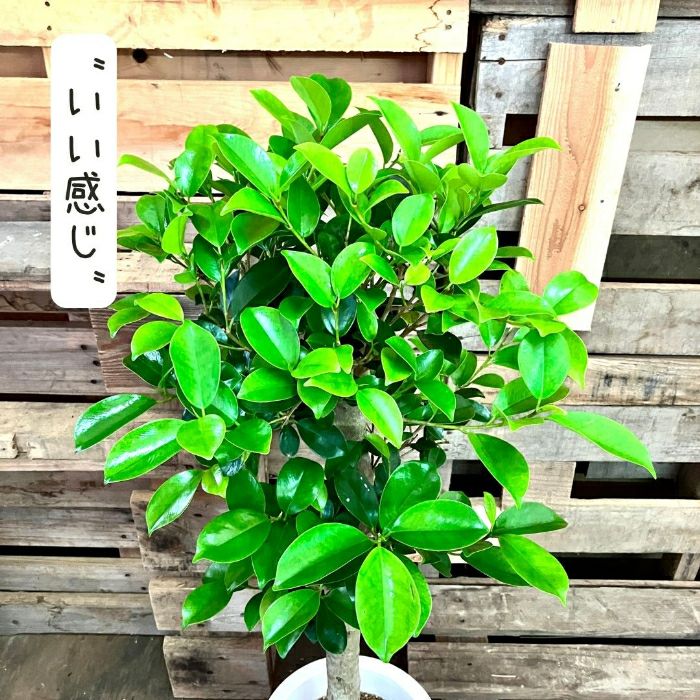 観葉植物現品販売