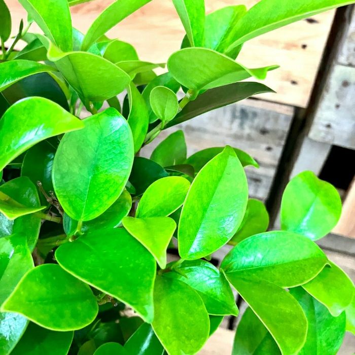 観葉植物現品販売