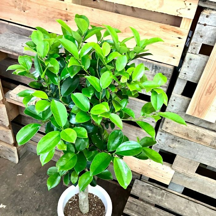 観葉植物現品販売