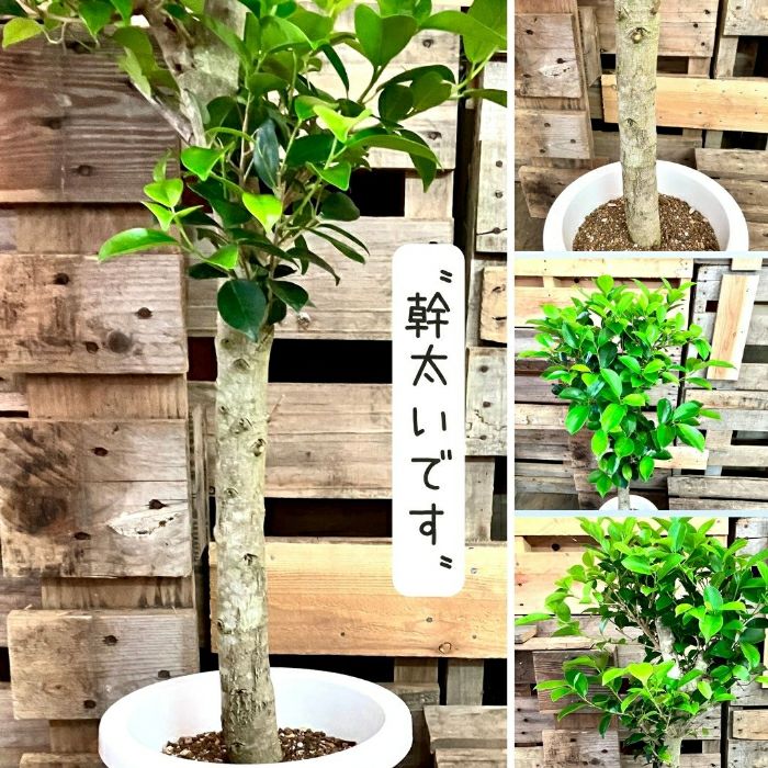 観葉植物現品販売