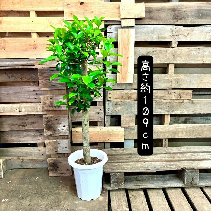 観葉植物現品販売