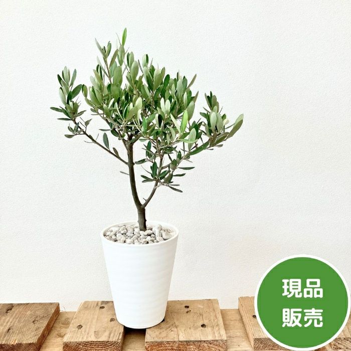 観葉植物現品販売