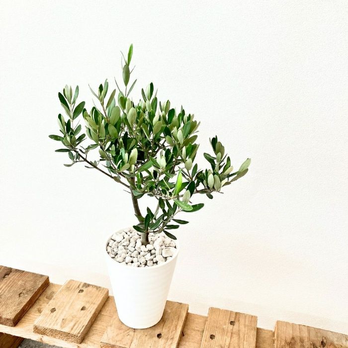 観葉植物現品販売