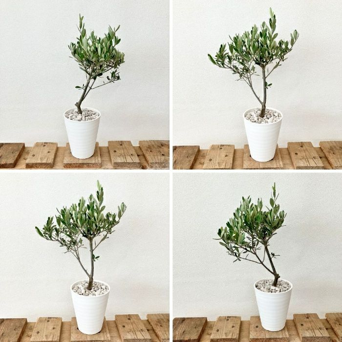 観葉植物現品販売