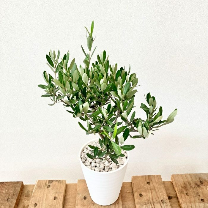 観葉植物現品販売