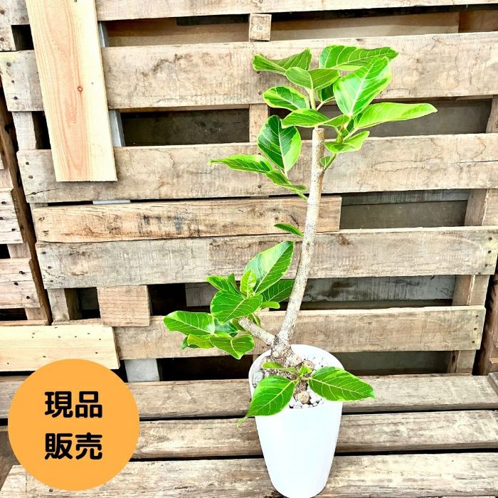 観葉植物現品販売