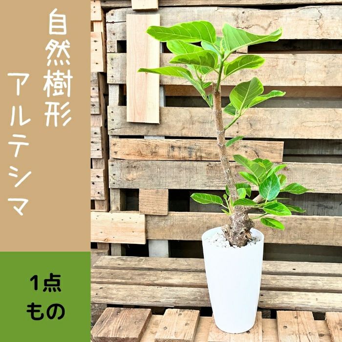 観葉植物現品販売