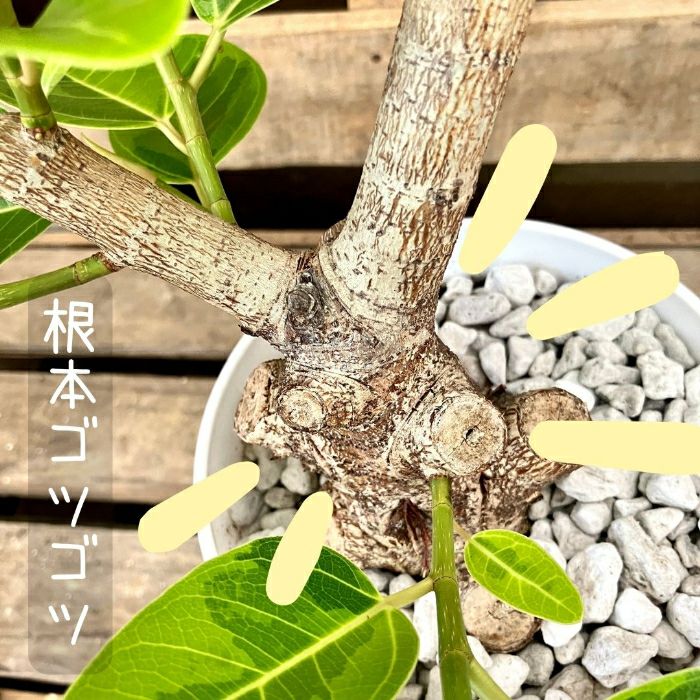 観葉植物現品販売