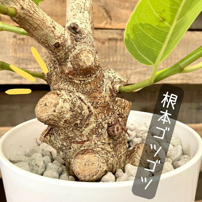 観葉植物現品販売