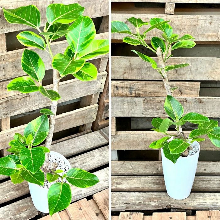 観葉植物現品販売