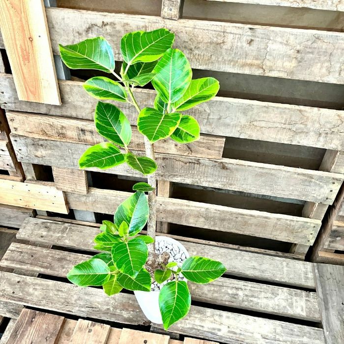 観葉植物現品販売