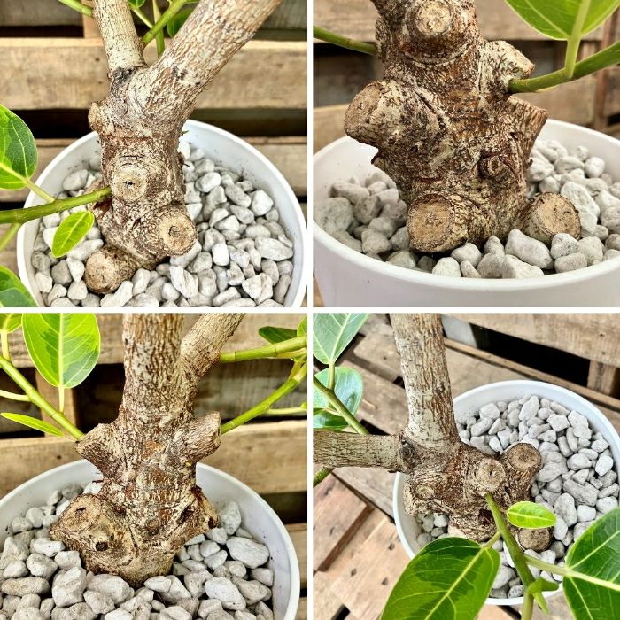 観葉植物現品販売