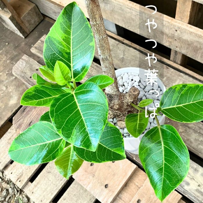 観葉植物現品販売