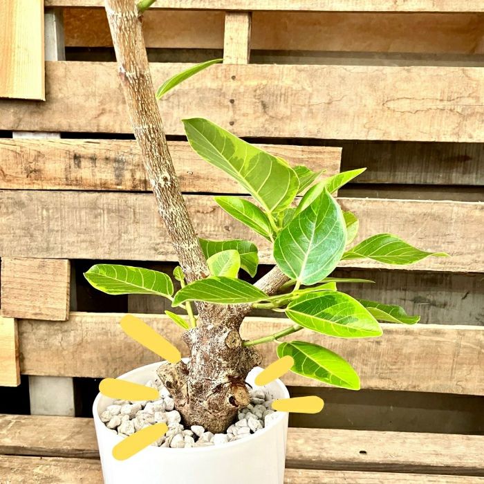 観葉植物現品販売