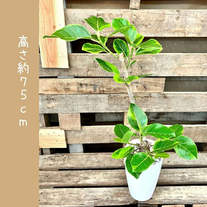 観葉植物現品販売