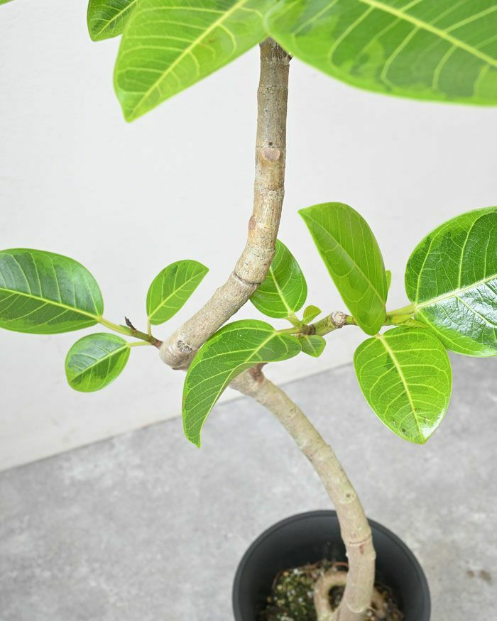 フィカス・アルテシーマ・バリエガタ 6号鉢 曲がり樹形 観葉植物