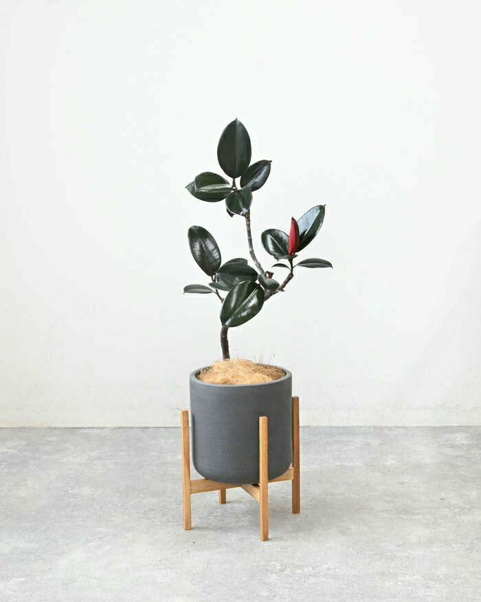 フィカス・バーガンディ 6号鉢 陶器ポット (ルーケト) 鉢カバー付き 曲がり樹形 ユーポット入り 観葉植物