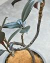 フィカス・バーガンディ 6号鉢 陶器ポット (ルーケト) 鉢カバー付き 曲がり樹形 ユーポット入り 観葉植物
