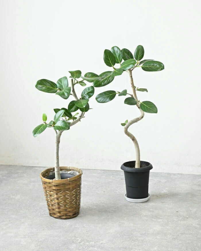 フィカス・ベンガレンシス ベンガルボダイジュ 6号鉢 曲がり樹形 観葉植物