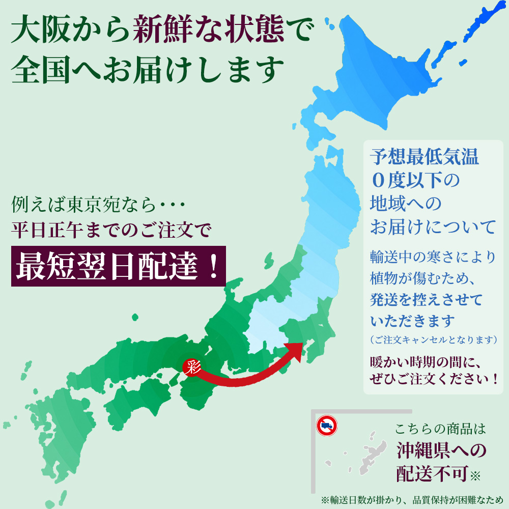 フィカス・ベンガレンシス ベンガルボダイジュ 6号鉢 曲がり樹形 観葉植物