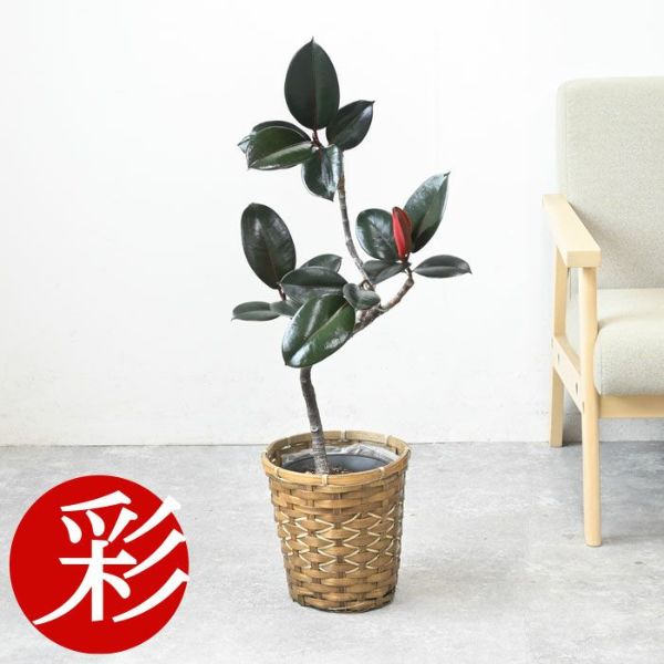 フィカス・バーガンディ 6号鉢 曲がり樹形 観葉植物 本物